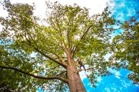 Best Firewood Processing and Delivery  in Wilkinsburg, PA