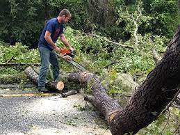 Reliable Wilkinsburg, PA Tree Care Solutions