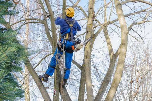 Best Hedge Trimming  in Wilkinsburg, PA