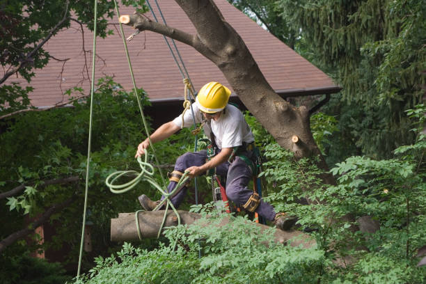 How Our Tree Care Process Works  in  Wilkinsburg, PA
