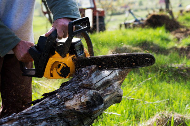 Best Stump Grinding and Removal  in Wilkinsburg, PA