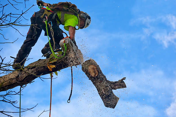 Best Tree Risk Assessment  in Wilkinsburg, PA